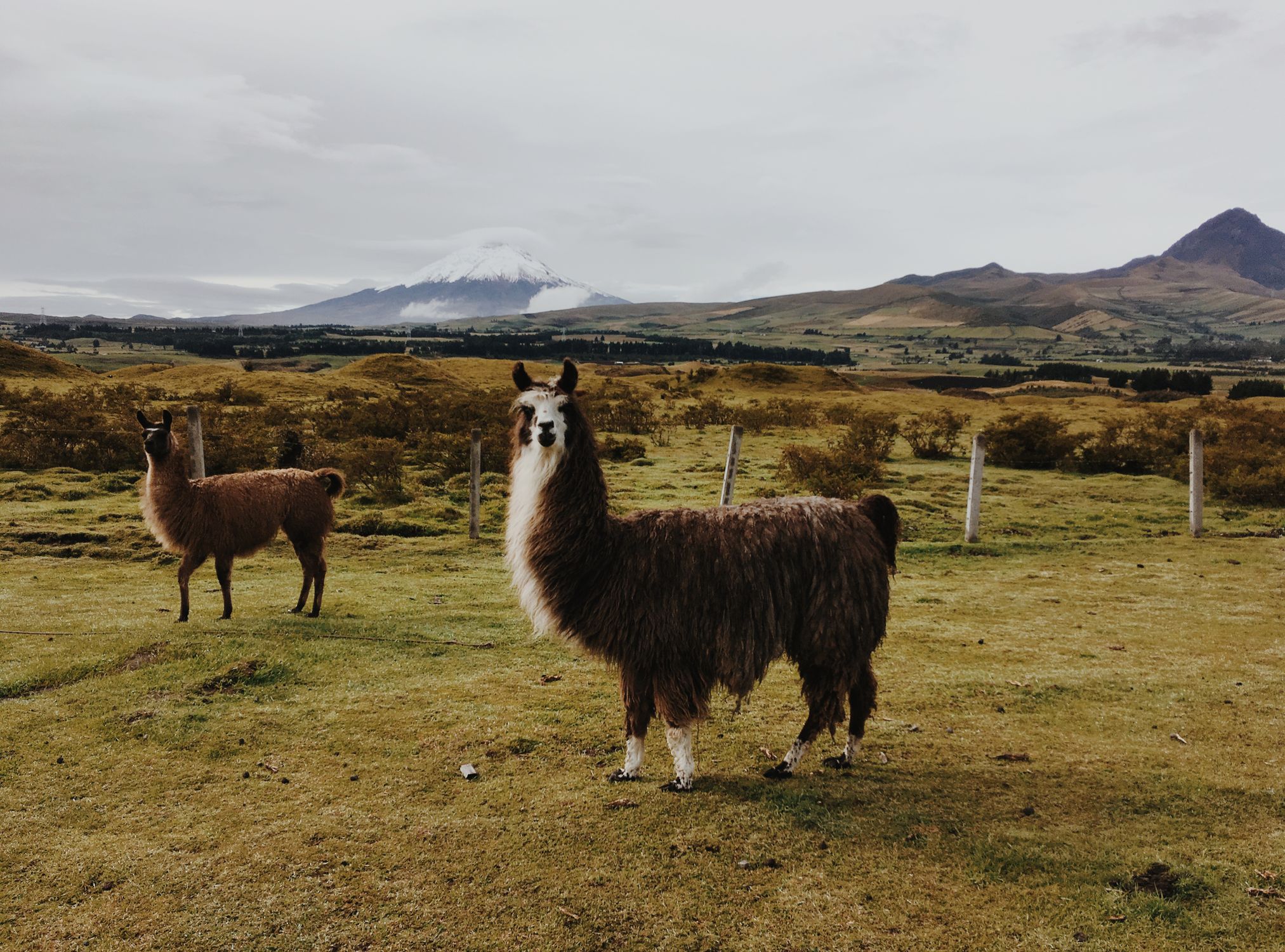 Llamas grazing in Ecuador's Andes highlands with a snow-capped volcano backdrop